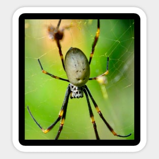 The Orb Weaver Spider awaits its meal! Sticker